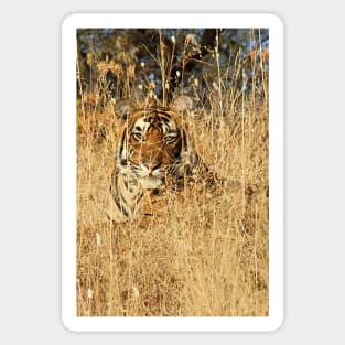 Sub-Adult Male Bengal Tiger Sticker